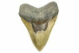 Serrated, Fossil Megalodon Tooth - North Carolina #308528-1